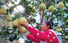 黄道乡：“柚”到丰收季 “柚”见“志愿红”