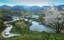 云场坪万亩樱花摄影作品选登