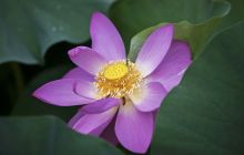 何家坝荷花正艳