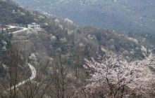 德江：漫山遍野樱花绽放