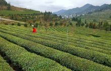 新寨茶园美如画