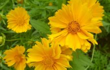 【手机摄影】赏菊