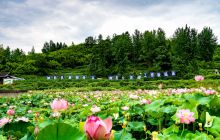 夏日荷花别样红