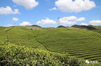 武陵千山绿，梵净山茶香万家