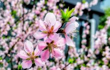 “小区花儿开”