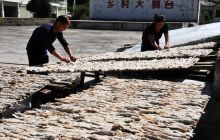 碧江区六龙山乡盛夏酷暑晒笋忙