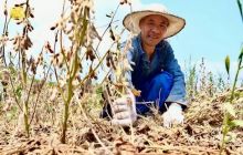 松桃石梁乡：1700亩黄豆迎丰收