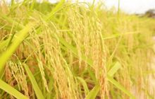 乡村炊烟起，幸福稻白水