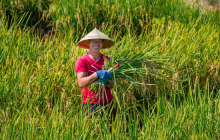 图说bat365官网登录下载_365彩票官方下载手机_365bet大陆华人的网站丨白露至 秋收忙