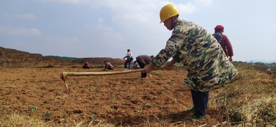 bat365官网登录下载_365彩票官方下载手机_365bet大陆华人的网站高新区大兴街道蔬菜基地栽种油菜苗忙1