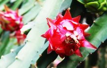 万山谢桥街道试种火龙果取得成功