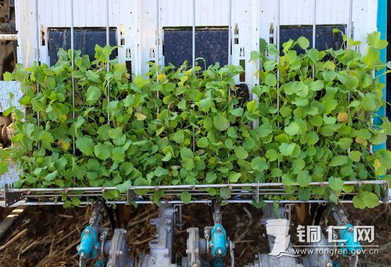 移栽机上的油菜苗_调整大小