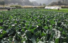 柑子冲人种菜有奔头  起早贪黑有劲头