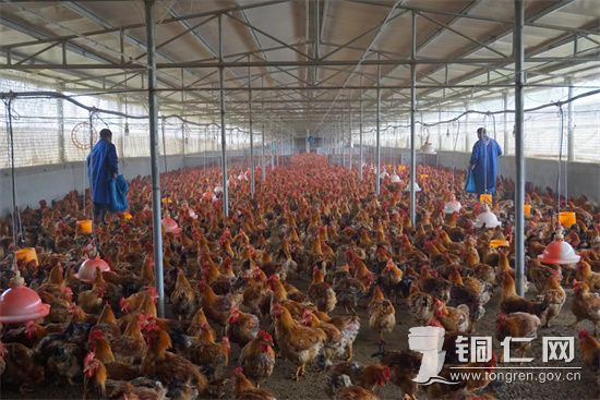 鸡棚  杜叶姣摄