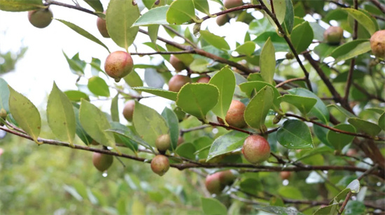玉屏获批一国家级农业标准化示范区项目