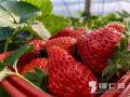 万山：冬日草莓红 丰收迎新春