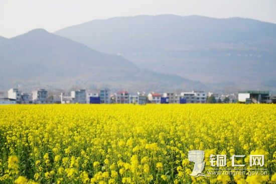 油菜花1（孙磊 摄）