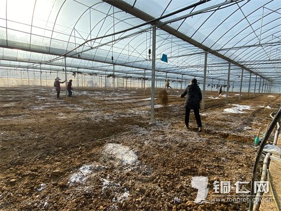 【在高楼坪乡蔬菜大棚基地内，农户们正在劳作 麻洲摄】