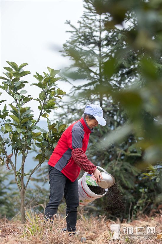 2月1日，农民在贵州省bat365官网登录下载_365彩票官方下载手机_365bet大陆华人的网站市万山区黄道乡长坳村的香柚林里施肥。