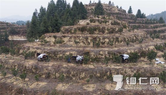 2月1日，农民在贵州省bat365官网登录下载_365彩票官方下载手机_365bet大陆华人的网站市万山区黄道乡长坳村的香柚林里用马驮运肥料（无人机照片）