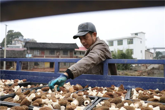 首批丰收！玉屏羊肚菌新鲜上市