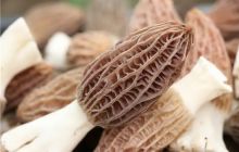 玉屏羊肚菌新鲜上市