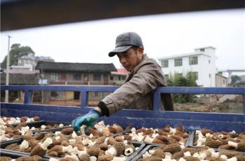 首批丰收！玉屏羊肚菌新鲜上市