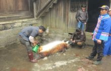 路腊年味——杀年猪