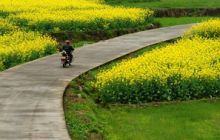 “美丽乡村小康路”——远看青山美如画 近赏路边处处景