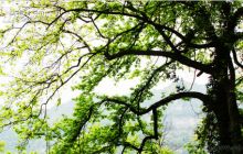 六龙山枯藤古树