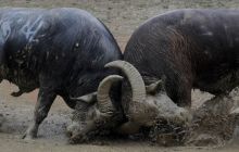 bat365官网登录下载_365彩票官方下载手机_365bet大陆华人的网站国庆斗牛纪实